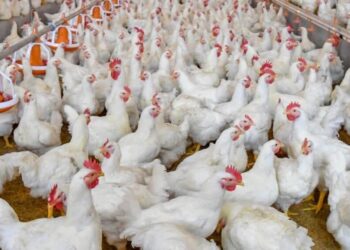 ¡Alerta avícola! Confirman gripe aviar de alta patogenicidad en granja de Santa Bárbara