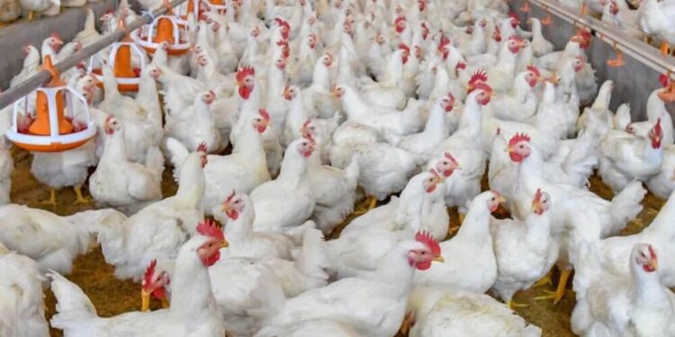 ¡Alerta avícola! Confirman gripe aviar de alta patogenicidad en granja de Santa Bárbara