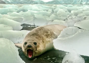 ¡Alerta sanitaria! Gripe aviar arrasa con más de 13,000 elefantes marinos en Australia