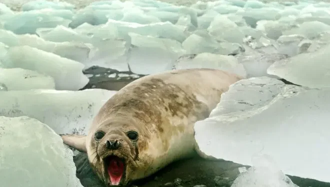 ¡Alerta sanitaria! Gripe aviar arrasa con más de 13,000 elefantes marinos en Australia