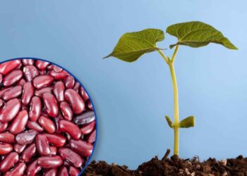 ¡Situación crítica! En un 50% cae la producción de frijol