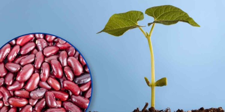 ¡Situación crítica! En un 50% cae la producción de frijol
