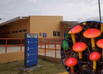 ¡Error fatal! Muere niña de 11 años tras comer hongos venenosos en Intibucá