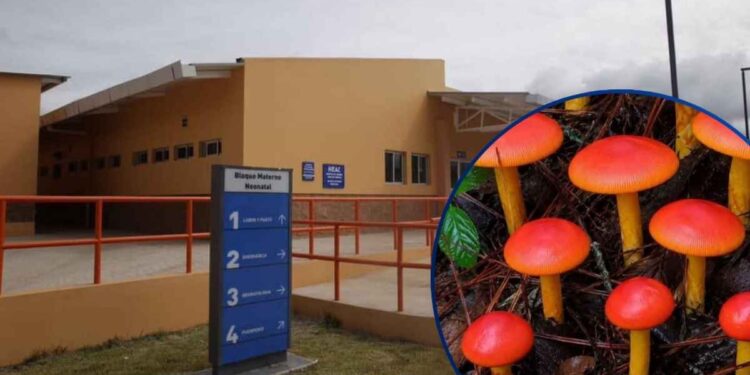 ¡Error fatal! Muere niña de 11 años tras comer hongos venenosos en Intibucá