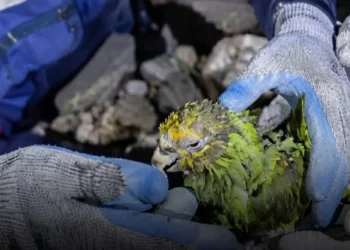 Muere el loro Panchito tras ser rescatado durante las labores de búsqueda en La Guaira, Venezuela