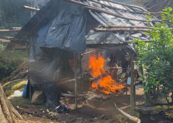 Erradican más de 125 mil arbustos de coca en Colón