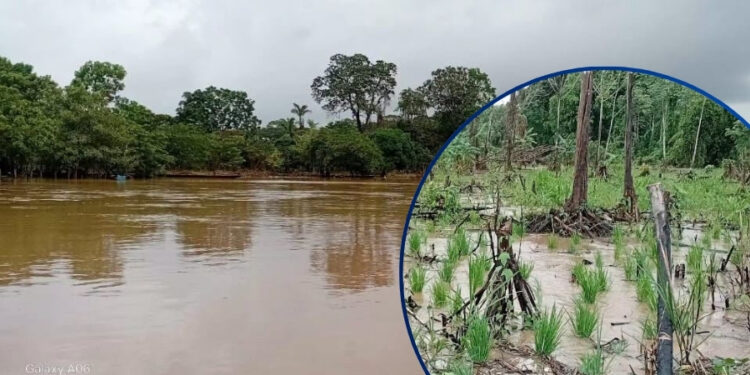 Alistan ayuda humanitaria para familias afectadas por las lluvias en Gracias a Dios