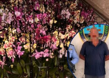 ¡Ni coca, ni moña! Mientras otros delitos golpean al país, incautan “peligroso” cargamento de orquídeas en Ocotepeque