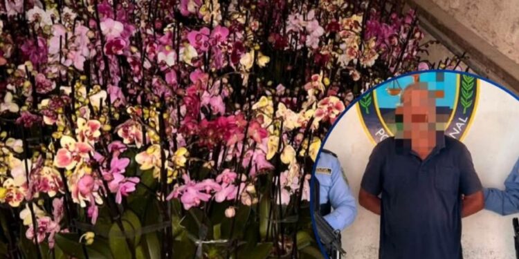 ¡Ni coca, ni moña! Mientras otros delitos golpean al país, incautan “peligroso” cargamento de orquídeas en Ocotepeque