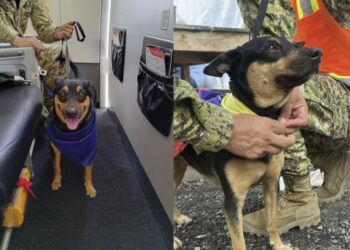  Fénix, la perrita venezolana rescatada por los sismos es adoptada por la Fuerza Armada Salvadoreña 