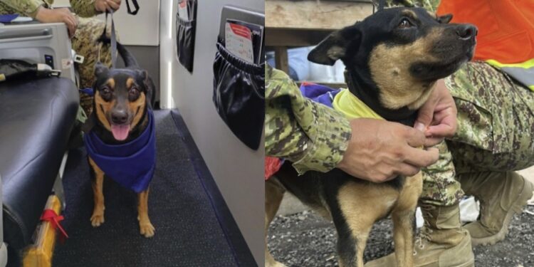 Fénix, la perrita venezolana rescatada por los sismos es adoptada por la Fuerza Armada Salvadoreña 