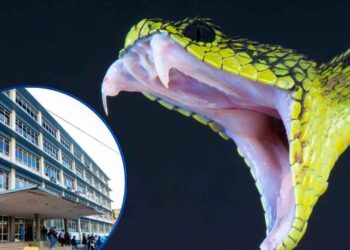 ¡Alerta por mordeduras de serpiente! Hospital Escuela ha atendido 65 casos en lo que va de 2026