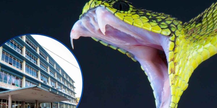 ¡Alerta por mordeduras de serpiente! Hospital Escuela ha atendido 65 casos en lo que va de 2026