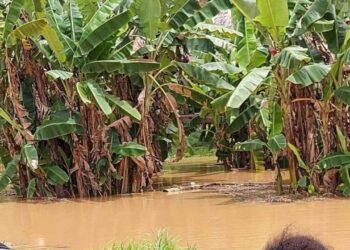 ¡Gracias a Dios se hunde en la tragedia! Lluvias arrasan cultivos y el hambre acecha a comunidades incomunicadas