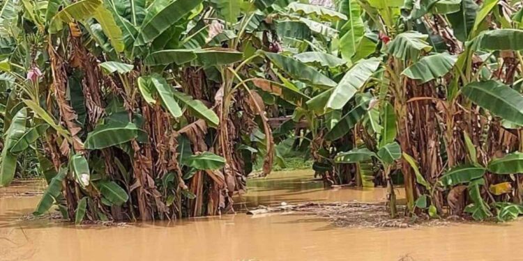 ¡Gracias a Dios se hunde en la tragedia! Lluvias arrasan cultivos y el hambre acecha a comunidades incomunicadas