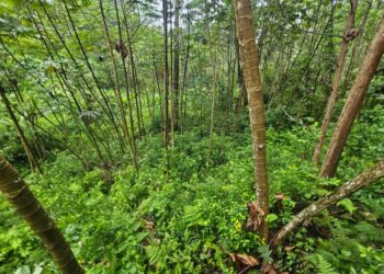 ¡Mientras los frijoles escasean! Aseguran plantación con 16 mil arbustos de coca en Atlántida
