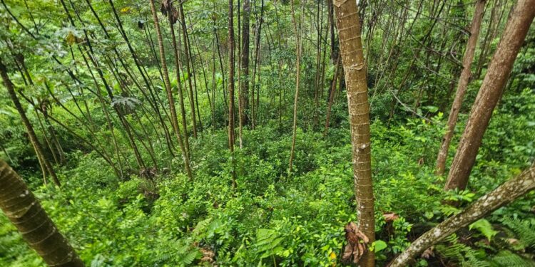 ¡Mientras los frijoles escasean! Aseguran plantación con 16 mil arbustos de coca en Atlántida